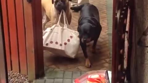 Awesome Dog Millie Helps Carry Shopping Bags From the Car