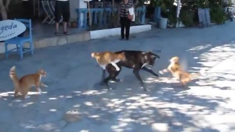 Cats vs dog fight