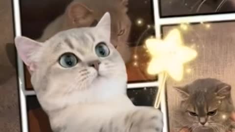 Magic Kitten cast: let the human all like me!