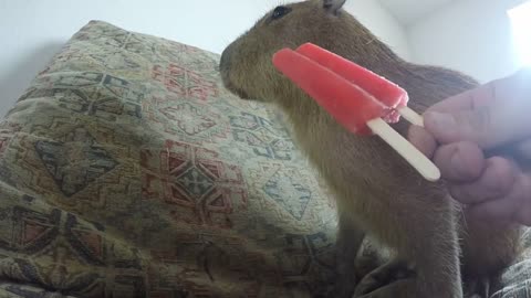 Capybara eating an Ice Pop