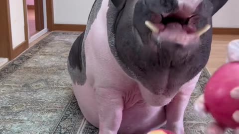 Little piggy likes fruit