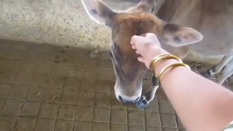 A cow with a baby at her feet is crying a lot