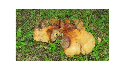 Fungus