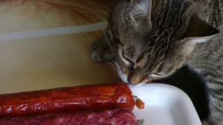 Cat Smells and Licks Sausage - Footage By peakring.com