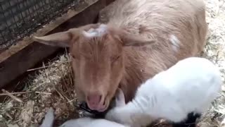 Adorable Baby Goats Playing on Mom/Kids Playing on Dam/Nigerian Dwarf