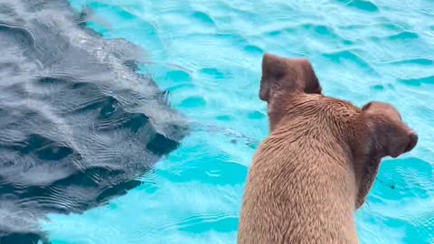 Dog Swims With Manta Rays
