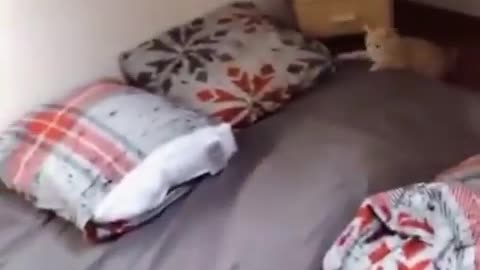 Funny Kitten Being Flipped into The Air by Bedsheet