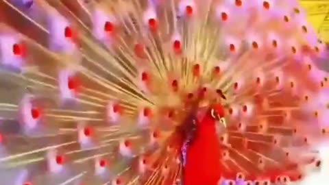 Rare Red Peacock|Most beautiful Peacock in the world