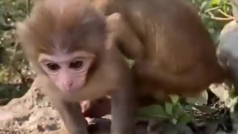 Whiskers and Giggles: Witness the Ultimate Animal Antics!"