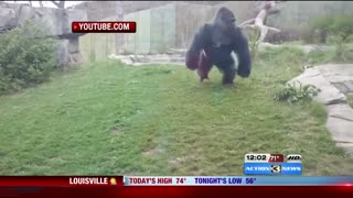 Gorilla breaks glass at Nebraska Zoo