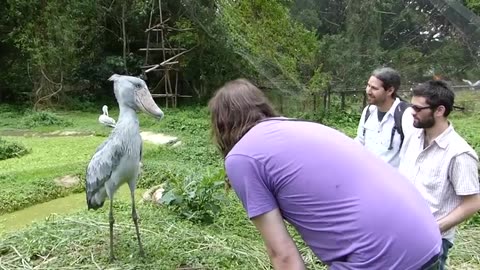 A humble chat with a Shoebill. (Balaeniceps rex)
