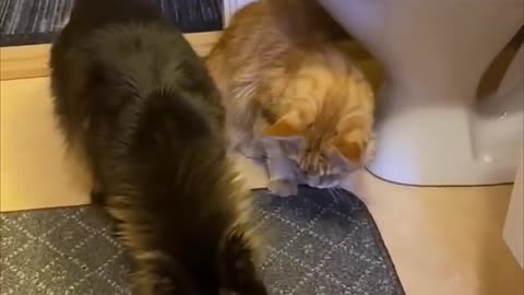 Fight between cat and dog viral