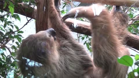 The sloth takes care of his hairstyle in the Zürich Zoo