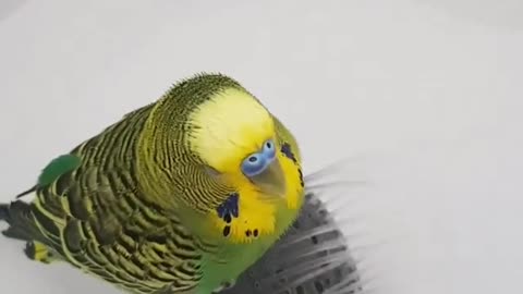 The lovebird takes a bath in cold water due to the extreme heat