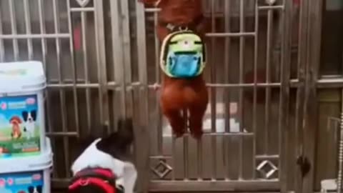 Funny Dog Comedy Videos