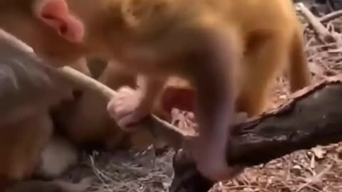 Monkey play with MOTHER # Mther monkey want eat