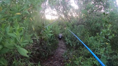 Chased By Big Alligator