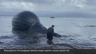 Multiple humpback whales found dead along B.C.’s coast