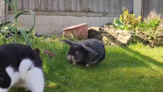 Rabbit Chases Cat Away