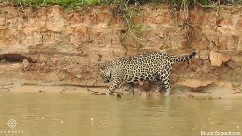 Jaguar Catches swimming Anaconda