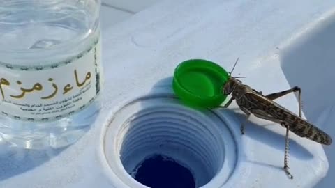 Locusts Drinking 🌹Zam Zam water 💦🕋 ||Every soul want's to drink Zam Zam water 💦