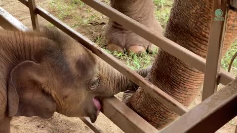 Baby Elephant Wan Mai Adopted by Nanny And Become A Family - ElephantNews