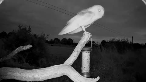 It is very exciting when something like a barn owl decides to alight for a while!