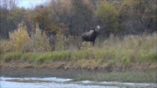 Moose Hunting on the Yukon River with yukonjeff