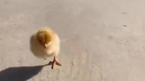 pet playing with chicken kid