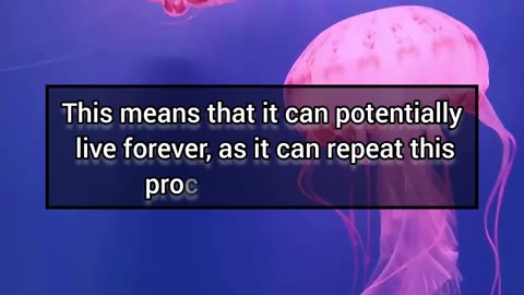 3 intaresting facts about jellyfish. 🤯😱