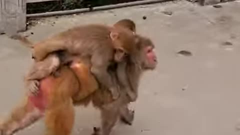 Cute and Funny animals Lovely Monkeys Videos