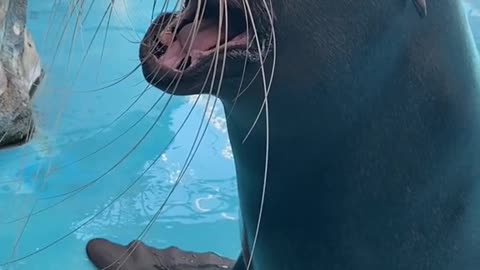 Sea lions