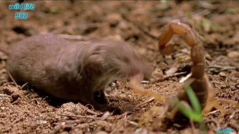 Psycho shrew vs scorpion animal fight night