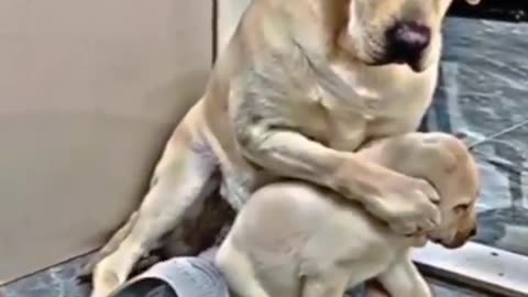 Mother dog stands up to protect her little one!