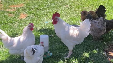 Chickens eating crumble