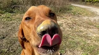 Dog Tries To Reach The Peanut Butter