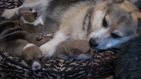 Willow's Litter 8 Days Old