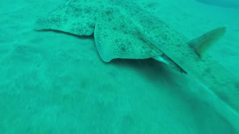 Angel Shark Hiding in the Sand