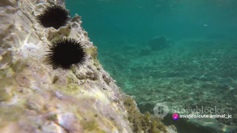 Life on the Seafloor: Ecosystems and Creatures of the Abyssal Plain