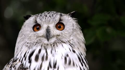 Beautiful owl