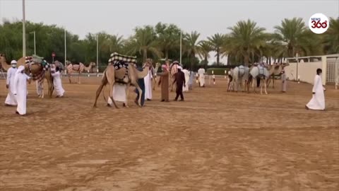 UAE_ Camel Race League returns after coronavirus postponement