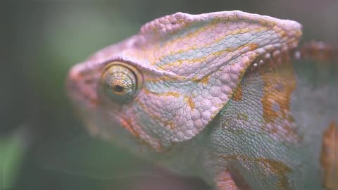 Beautiful Veiled Chameleon Closeup Footage Of Chameleon