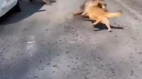 Monkeys and Dogs Gang fight