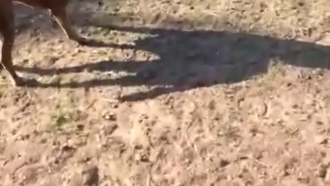 Dog Destroys Haybale