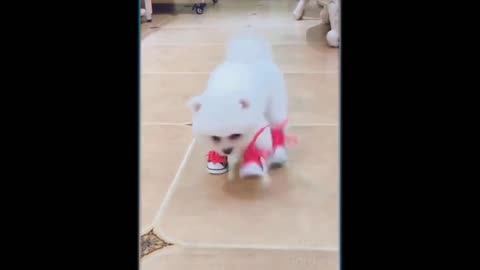 litlle dog with shoes