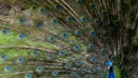 Peacock 🦚 beautiful video