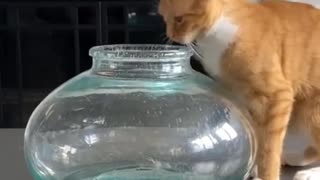 the cat who wanted to be a fish