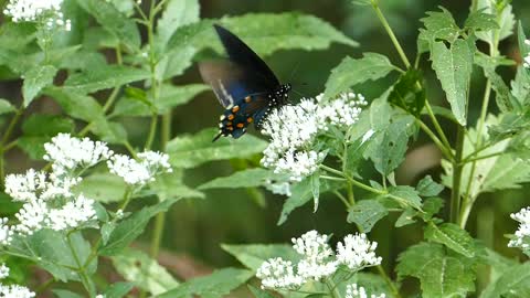 Papillon bleu