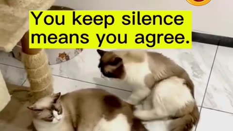 🤣 Best Funny Cute Cats #youtubeshorts