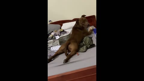 #Shorts #cutepitbull #funnydog Play in Bed